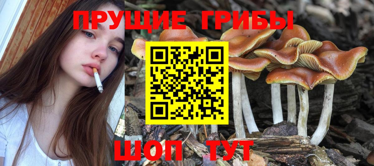 Псилоцибиновые грибы мухоморы  хочу наркоту  Галлюциногенные грибы прущие грибы  Киржач 